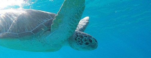 An image of a sea turtle moving through Caribbean blue waters 