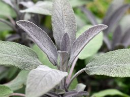 A close up image of a sage plant